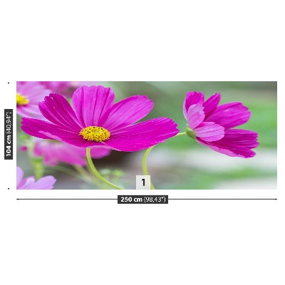 Stenska fototapeta Cvetje kozmos