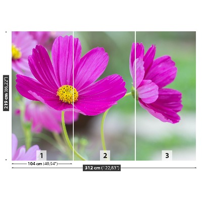 Stenska fototapeta Cvetje kozmos