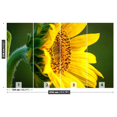 Stenska fototapeta Sončnica