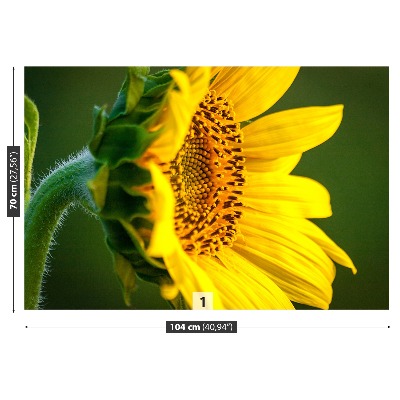 Stenska fototapeta Sončnica