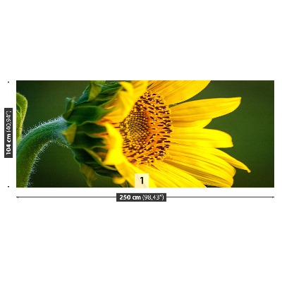 Stenska fototapeta Sončnica