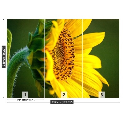 Stenska fototapeta Sončnica