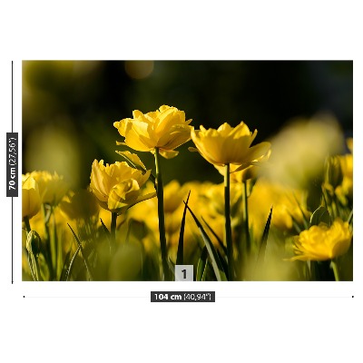 Stenska fototapeta Rumena tulipanov