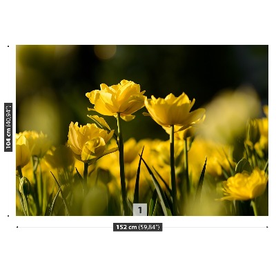 Stenska fototapeta Rumena tulipanov