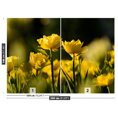 Stenska fototapeta Rumena tulipanov