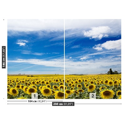 Fototapeta Polje sončnic