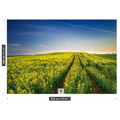 Fototapeta Polje oljne repice