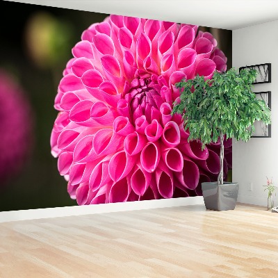 Stenska fototapeta Dahlia pink