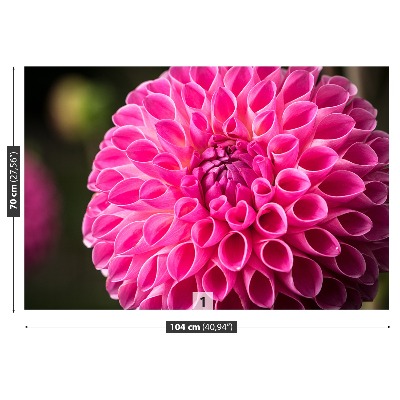 Stenska fototapeta Dahlia pink