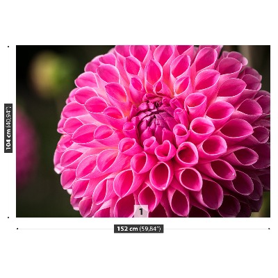 Stenska fototapeta Dahlia pink