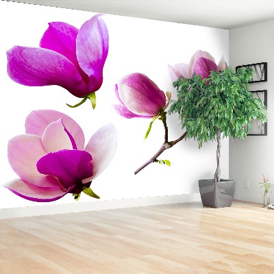 Stenska fototapeta Magnolija cvetje