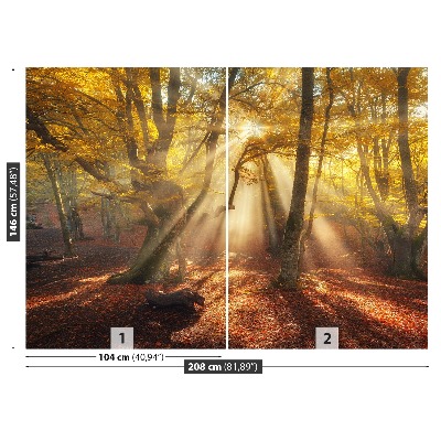 Fototapeta Magic forest