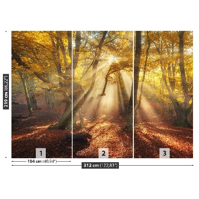 Fototapeta Magic forest