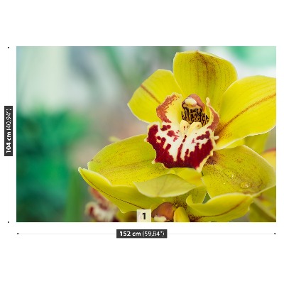 Stenska fototapeta Rumena orhideja