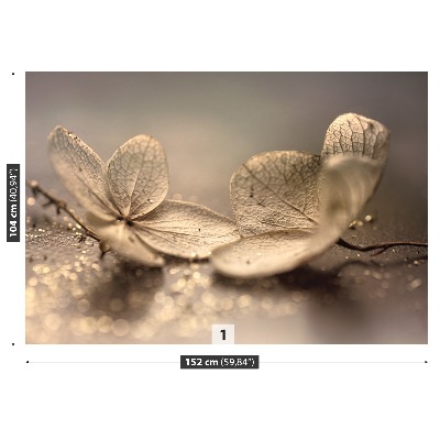 Stenska fototapeta Hydrangea beige