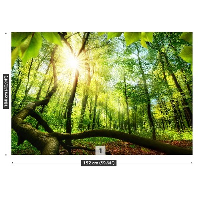 Stenska fototapeta Bukov gozd