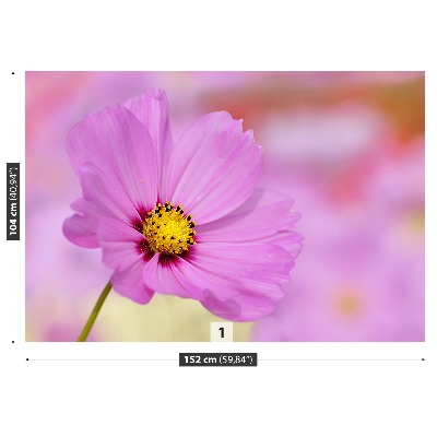 Stenska fototapeta Pink cosmos