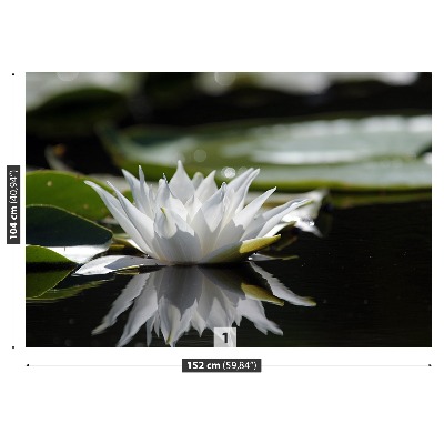 Stenska fototapeta Beli lotus