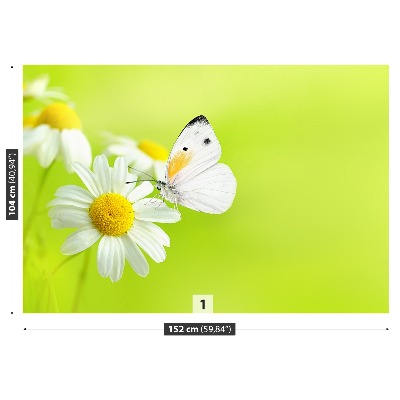 Stenska fototapeta Butterfly in kamilice