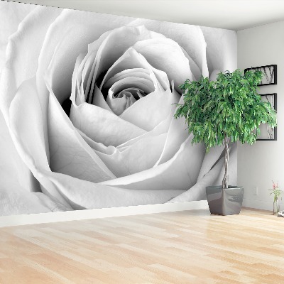 Stenska fototapeta White rose