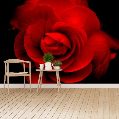Stenska fototapeta Rdeča vrtnica