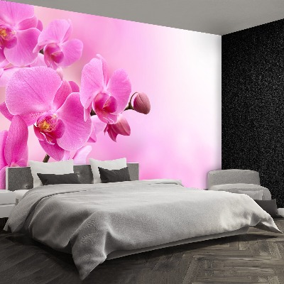 Stenska fototapeta Roza orhideje