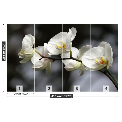 Stenska fototapeta Bela orhideja