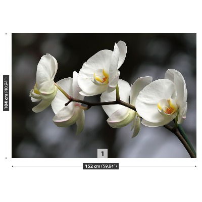 Stenska fototapeta Bela orhideja