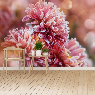 Stenska fototapeta Aster pink ice