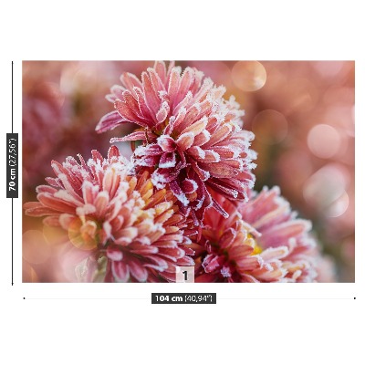 Stenska fototapeta Aster pink ice