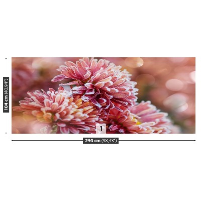 Stenska fototapeta Aster pink ice