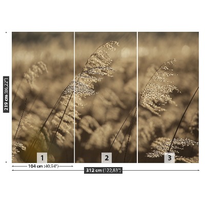 Stenska fototapeta Reed beige