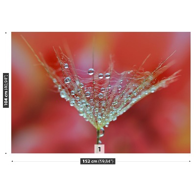 Stenska fototapeta Dandelion red