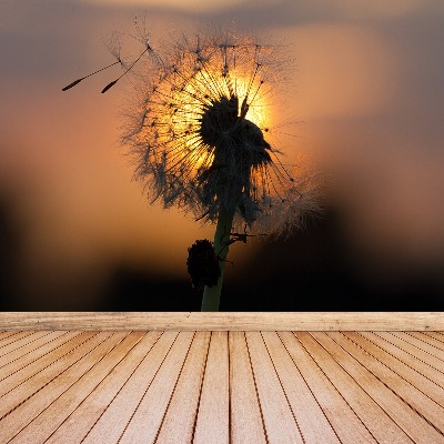 Stenska fototapeta Dandelion sonce