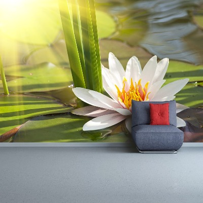 Stenska fototapeta Lotus in ribnik
