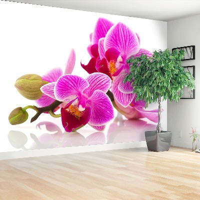 Stenska fototapeta Orhideje