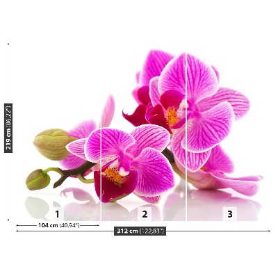 Stenska fototapeta Orhideje