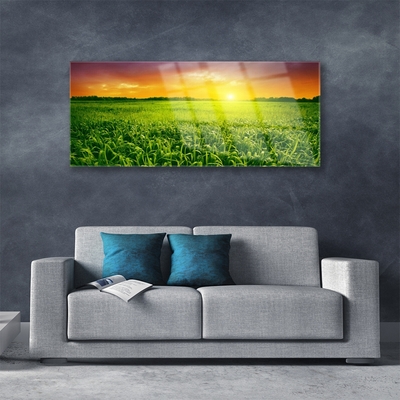Slika na akrilnem steklu Pšenična polja sunrise