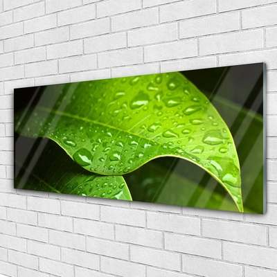 Slika na akrilnem steklu Dew drops leaf