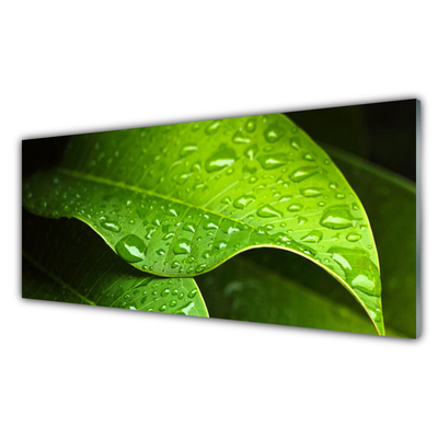 Slika na akrilnem steklu Dew drops leaf