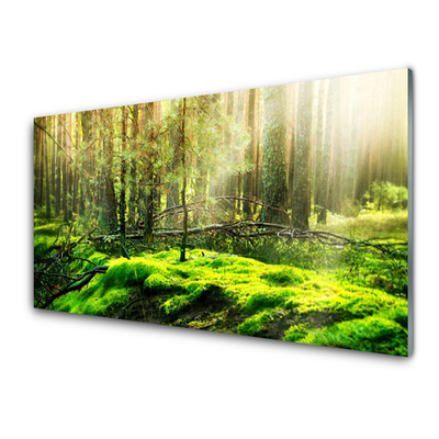 Slika na akrilnem steklu Forest moss narava