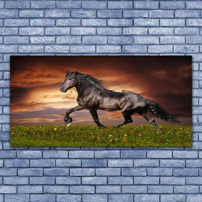 Slika na akrilnem steklu Črna horse meadow živali