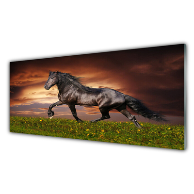 Slika na akrilnem steklu Črna horse meadow živali