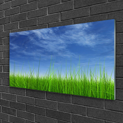 Slika na akrilnem steklu Sky grass nature rastlin