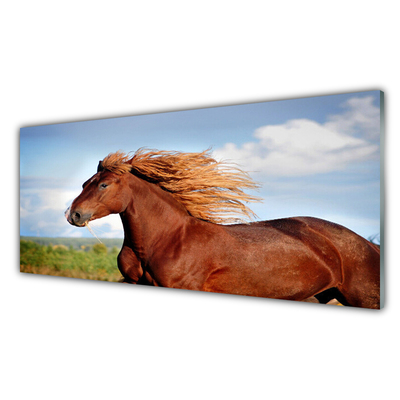 Slika na akrilnem steklu Konj živali