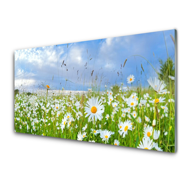 Slika na akrilnem steklu Daisy travnik narava