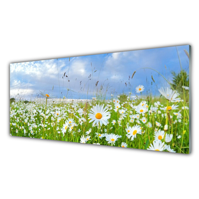 Slika na akrilnem steklu Daisy travnik narava