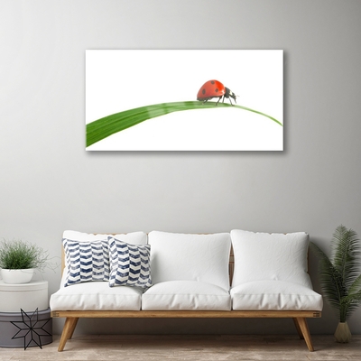 Slika na akrilnem steklu Ladybug narava