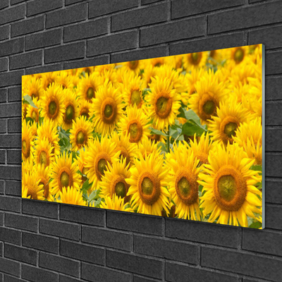 Slika na akrilnem steklu Sončnica rastlin narava
