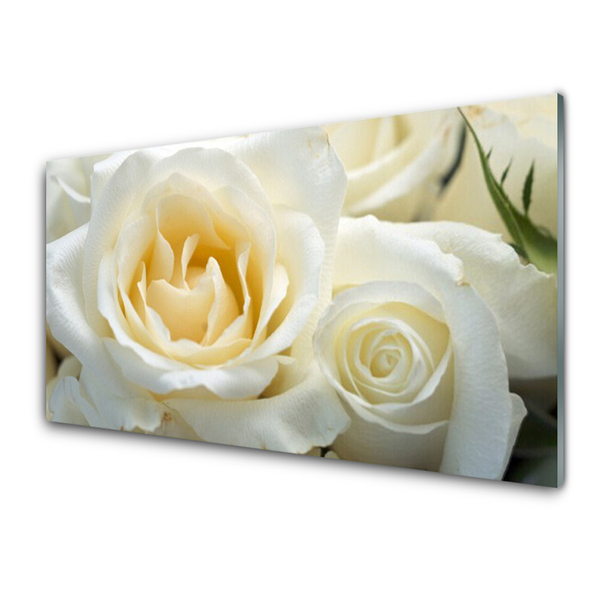 Slika na akrilnem steklu Vrtnice cvetje